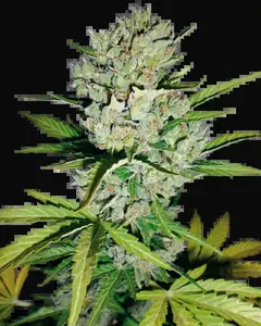 Super Skunk Automatic