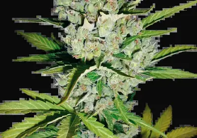 Super Skunk Automatic