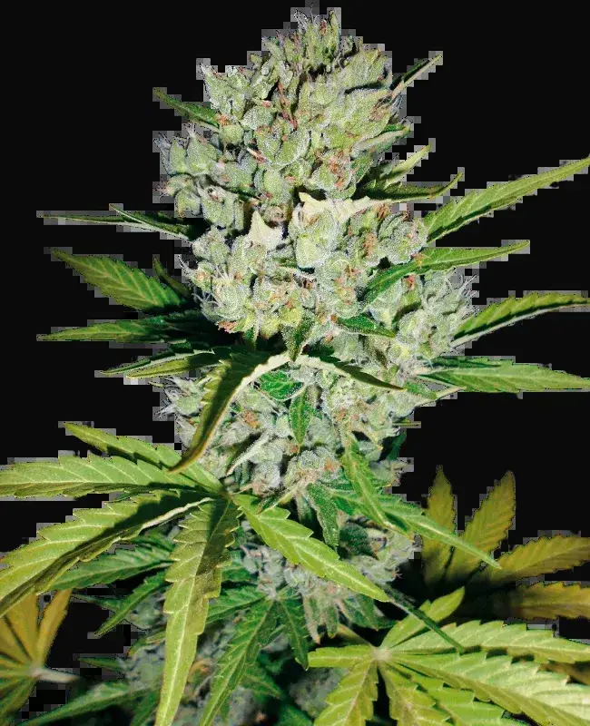 Super Skunk Automatic