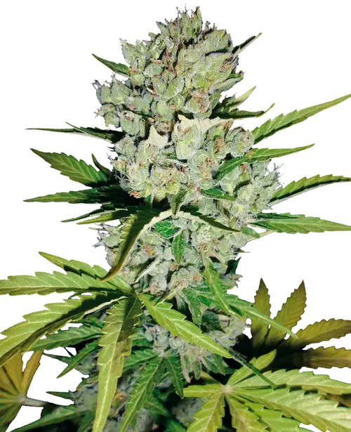 Super Skunk Automatic