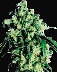 Super Skunk Feminized