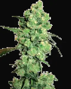 Super Skunk Feminized