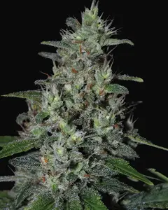 Super Skunk