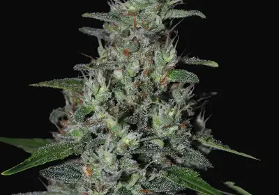 Super Skunk