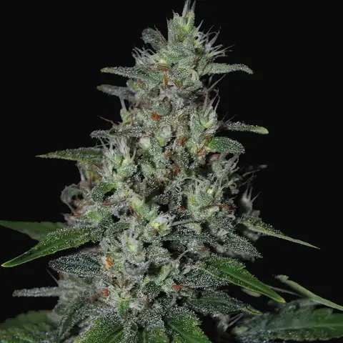 Super Skunk