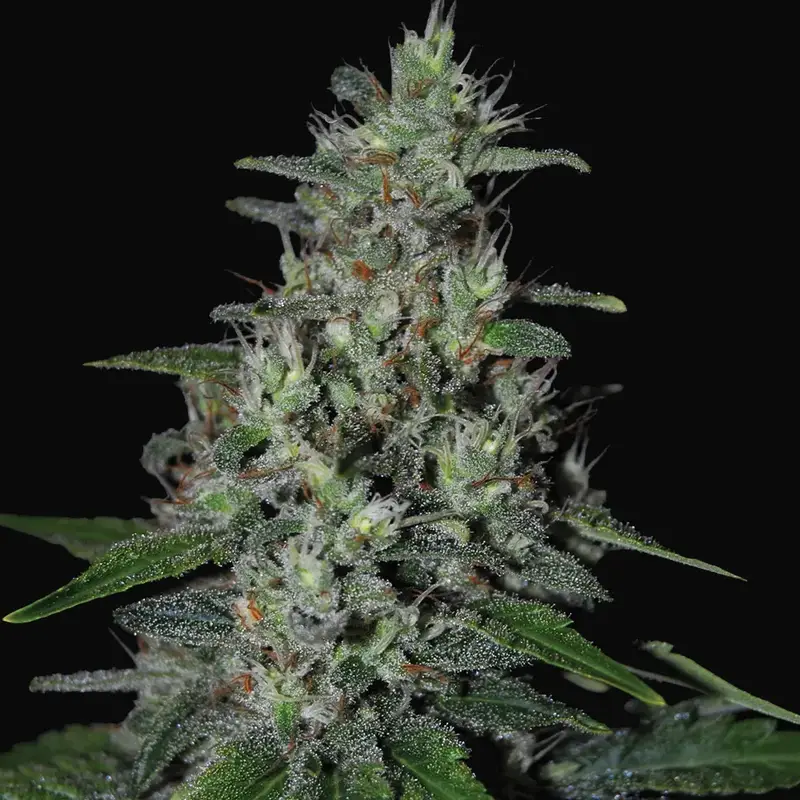 Super Skunk
