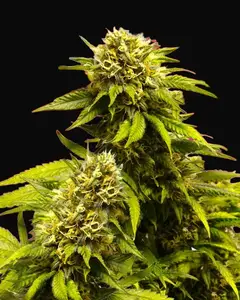 Super Skunk