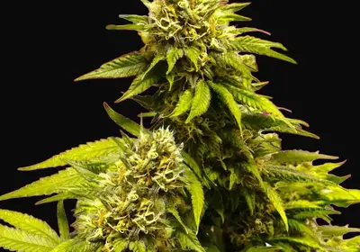 Super Skunk