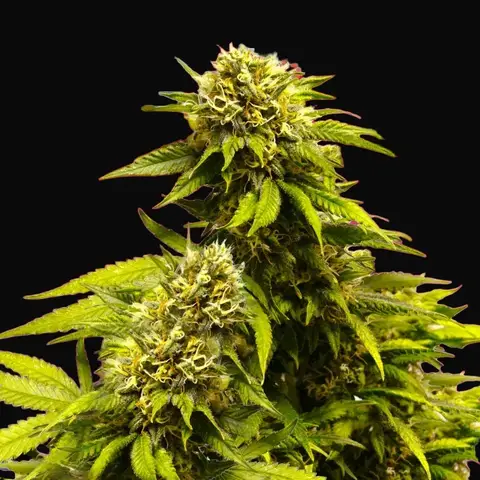 Super Skunk