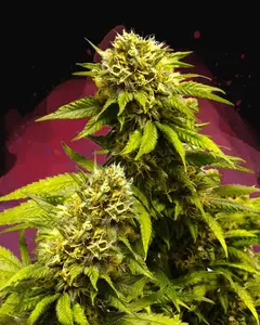 Super Skunk