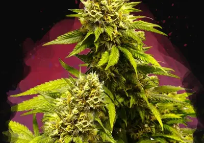 Super Skunk