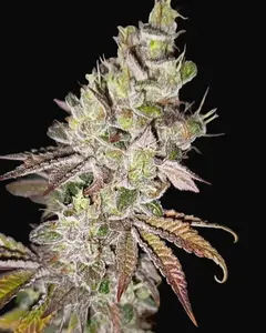 Super Skunk