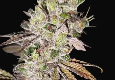 Super Skunk