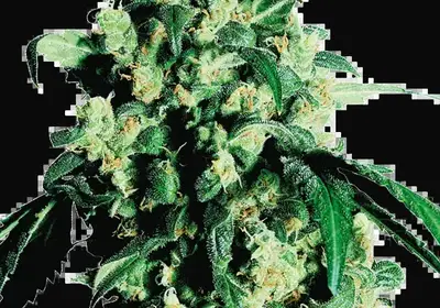 Super Skunk Regular