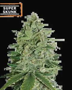 Super Skunk