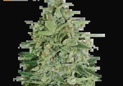 Super Skunk