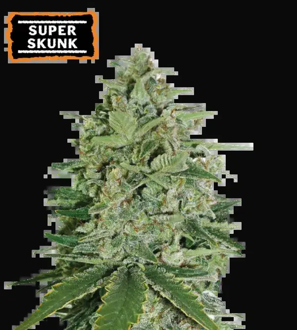Super Skunk