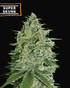 Super Skunk