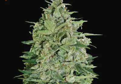Super Skunk