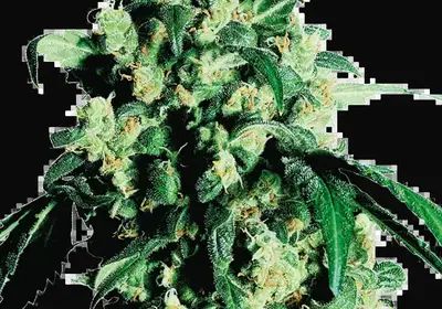 Super Skunk