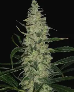 Super Skunk