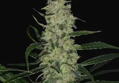 Super Skunk