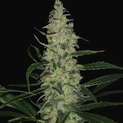 Super Skunk