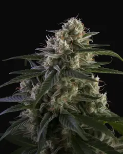 Super Skunk
