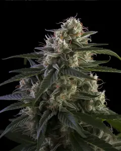 Super Skunk