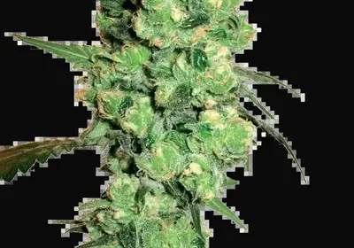Super Skunk