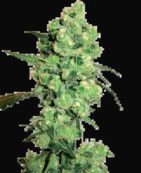 Super Skunk