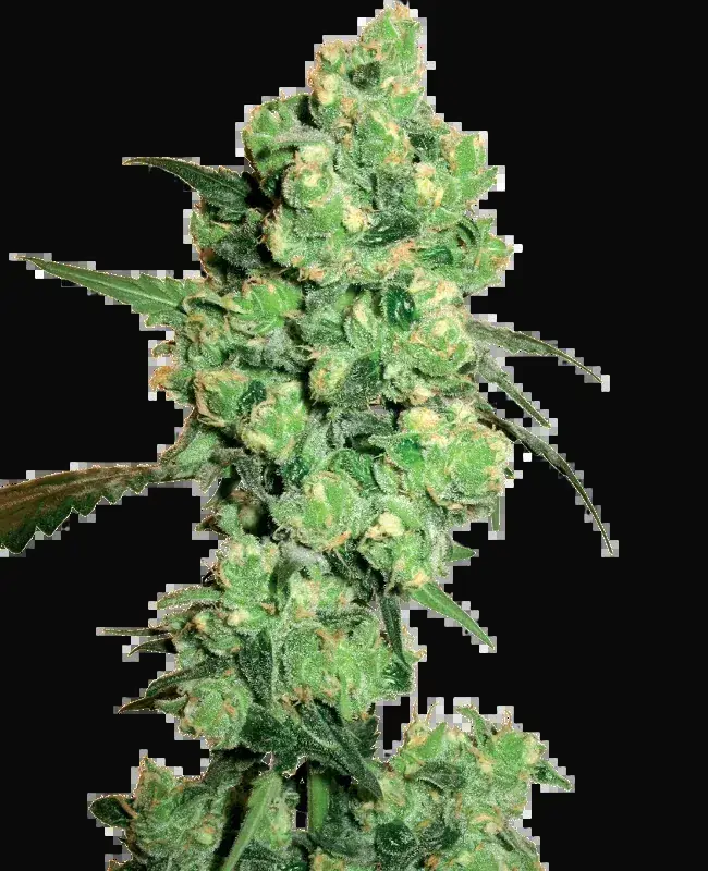 Super Skunk