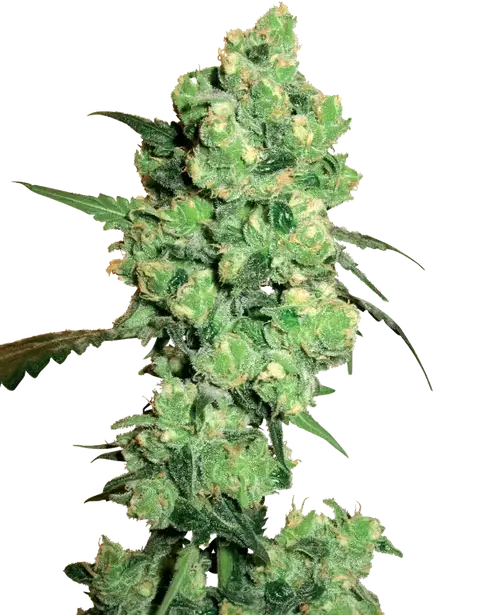 Super Skunk