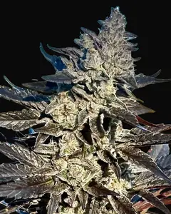 Super Sour Runtz