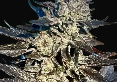 Super Sour Runtz