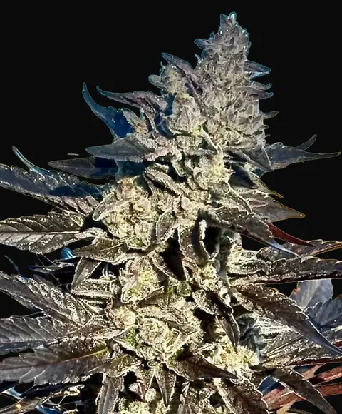 Super Sour Runtz