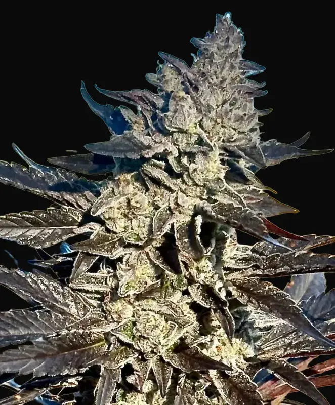 Super Sour Runtz