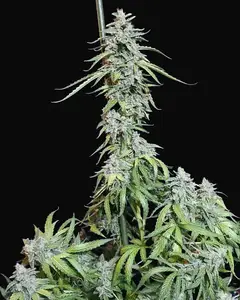 Super Watermelon Auto