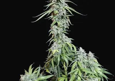 Super Watermelon Auto