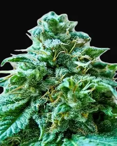 Superb OG