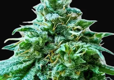 Superb OG