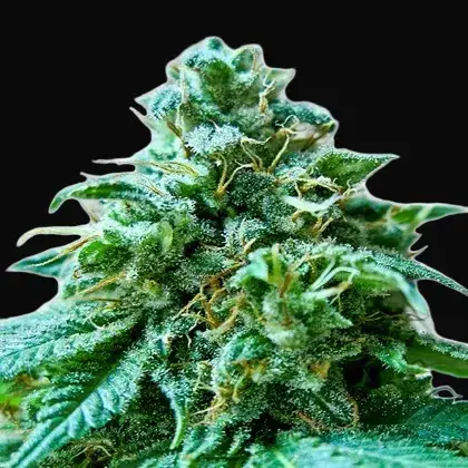 Superb OG