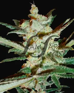 Supersonic Cristal Storm Auto