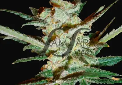 Supersonic Cristal Storm Auto