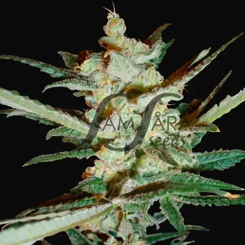 Supersonic Cristal Storm Auto