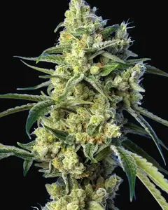 Sweet Amnesia Haze