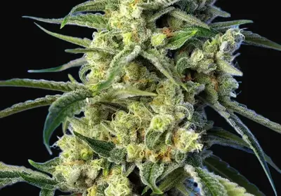 Sweet Amnesia Haze