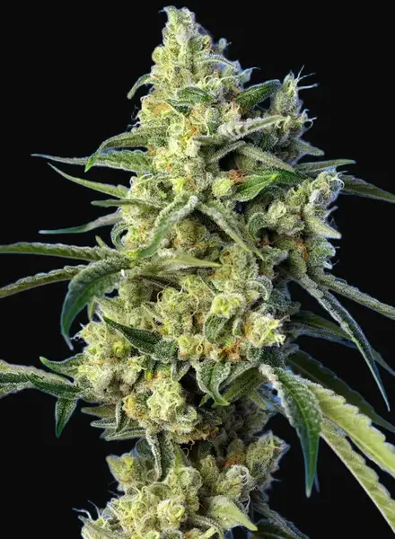 Sweet Amnesia Haze