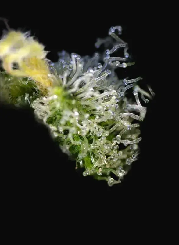 Sweet Amnesia Haze — zdjęcie 2