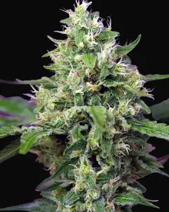 Sweet Amnesia Haze XL Auto